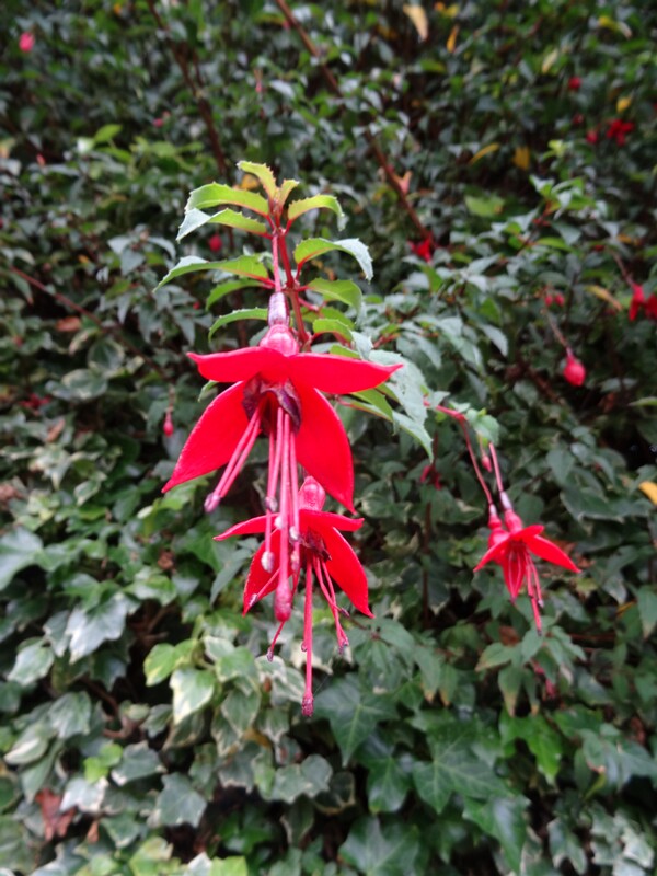 Фуксия 1 (Fuchsia sp. 1)