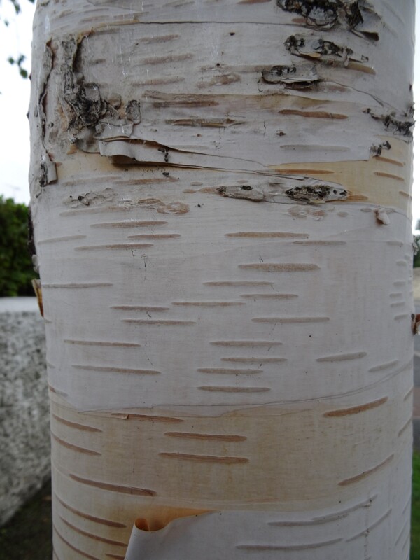 ru. Берёза полезная разн. Жакмона, en. Himalayan birch, lat. Betula utilis var. jacquemontii