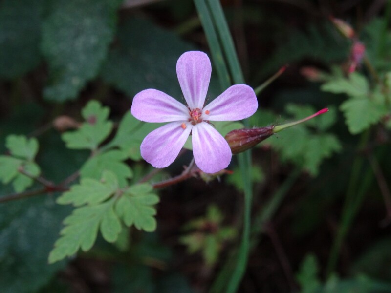 ru. Герань пурпурная, en. little-robin, lat. Geranium purpureum