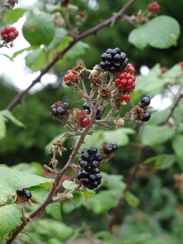 ru. Ежевика складчатая, en. European blackberry, lat. Rubus plicatus