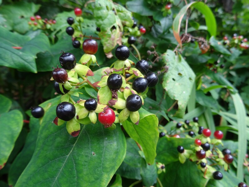 ru. Зверобой красильный, en. Tutsan, lat. Hypericum androsaemum