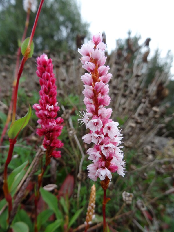 ru. Змеевик родственный, en. fleece flower, lat. Bistorta affinis