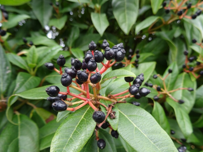 ru. Калина лавролистная, en. Laurustinus, lat. Viburnum tinus