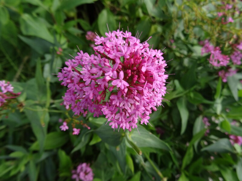 ru. Кентрантус красный, en. Red valerian, lat. Centranthus ruber