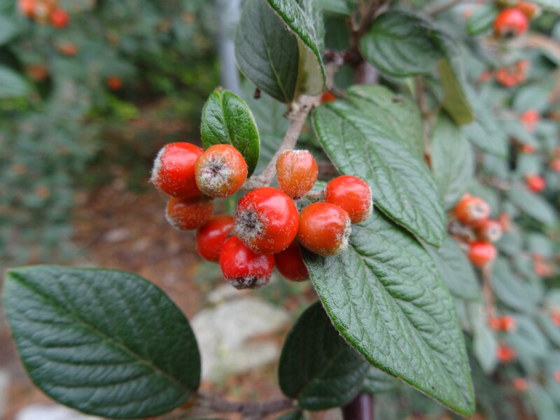 ru. Кизильник Франшети, en. orange cotoneaster, lat. Cotoneaster franchetii