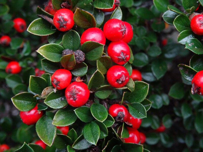 ru. Кизильник тёмно-багряный, en. purple-flowered cotoneaster, lat. Cotoneaster atropurpureus