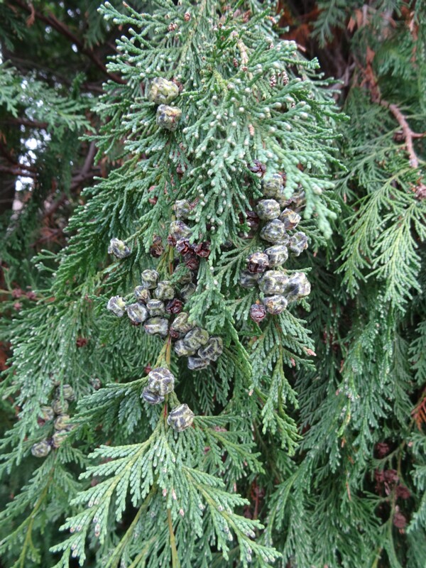 ru. Кипарисовик Лавсона, en. Lawson cypress, lat. Chamaecyparis lawsoniana