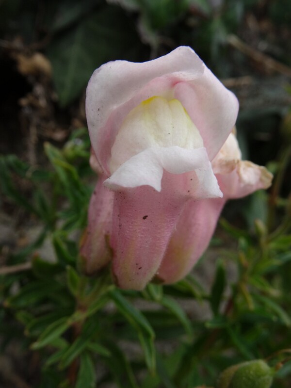 ru. Львиный зев большой, en. common snapdragon, lat. Antirrhinum majus