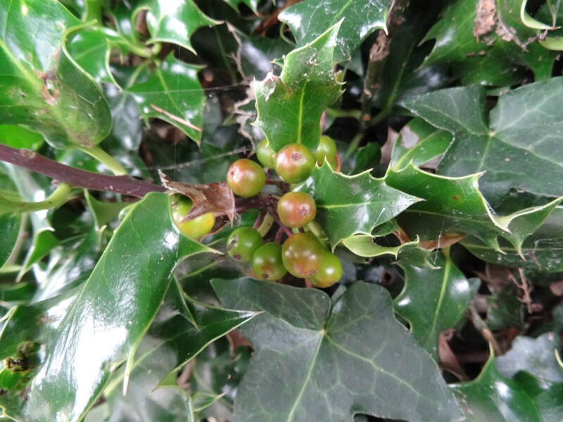 ru. Падуб обыкновенный, en. Common holly, lat. Ilex aquifolium