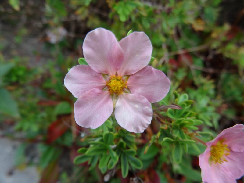 ru. Пятилистник кустарниковый розовая форма, en. Shrubby cinquefoil rose form, lat. Dasiphora fruticosa f. rosea