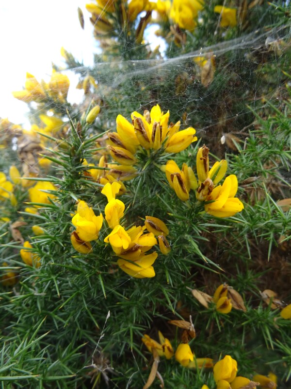 ru. Утёсник европейский, en. common gorse, lat. Ulex europaeus