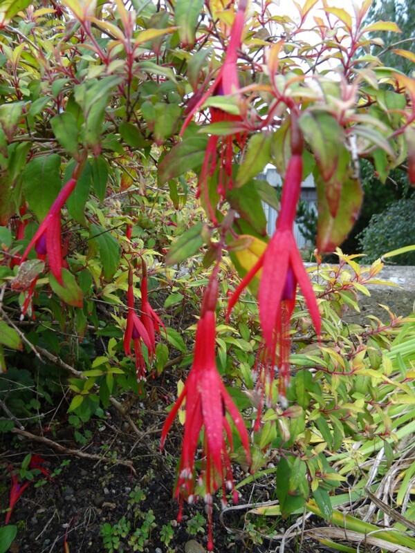 ru. Фуксия магелланская, en. Hardy fuchsia, lat. Fuchsia magellanica