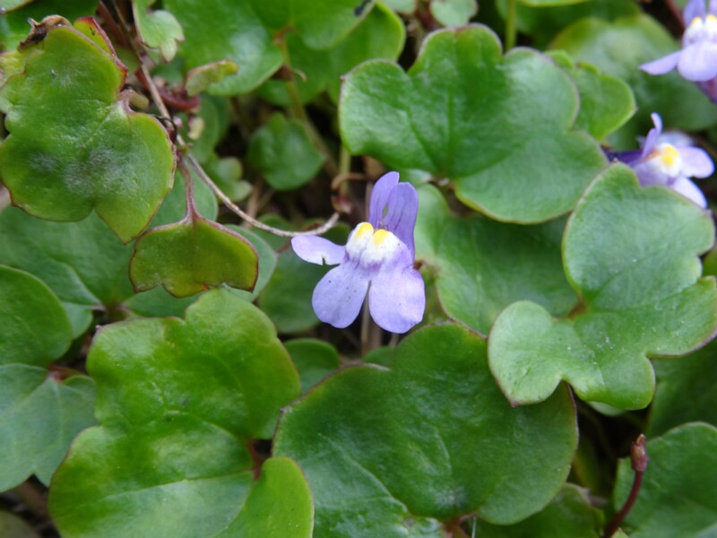 ru. Цимбалярия постенная, en. Kenilworth Ivy, lat. Cymbalaria muralis