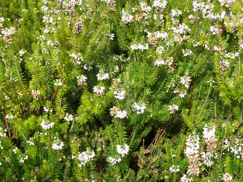 ru. Эрика сизая белая форма, en. bell heather white form, lat. Erica cinerea f. alba