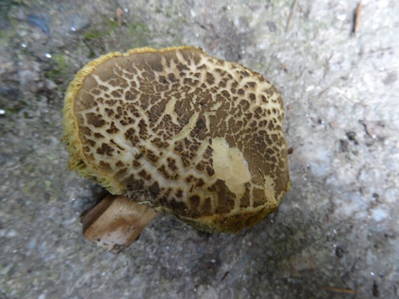 ru. Моховик трещиноватый, en. Red-cracking Bolete mushroom, lat. Xerocomellus chrysenteron