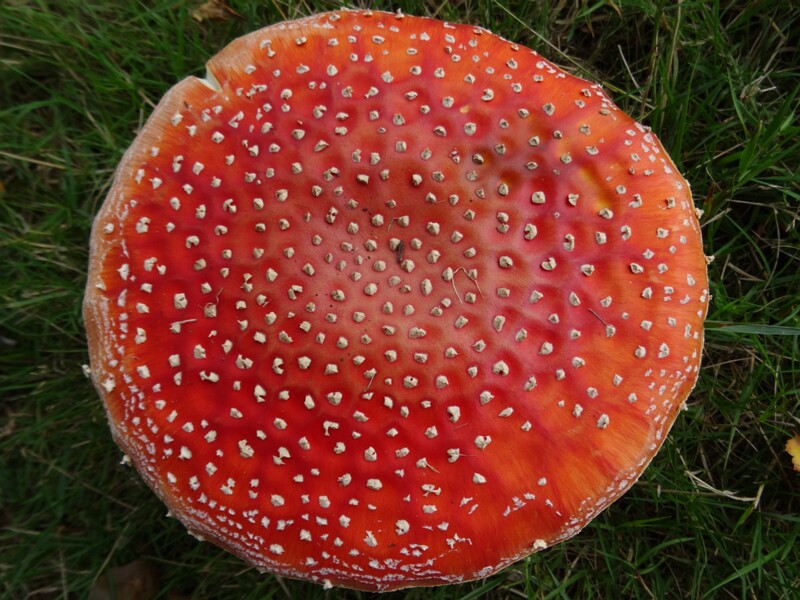 ru. Мухомор красный, en. Fly agaric, lat. Amanita muscaria