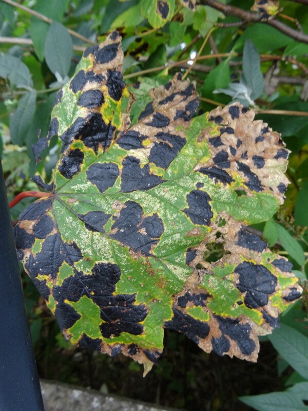 ru. Ритисма кленовая, en. tar spot, lat. Rhytisma acerinum