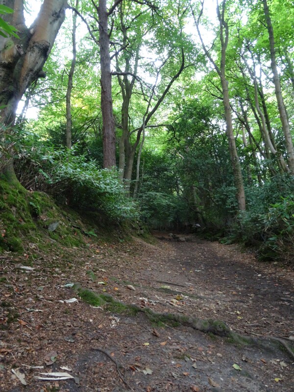 Carrickgollogan Forest